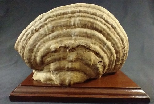 Mallard Duck Painting On Tree Shelf Fungus Mushroom Wildlife Pond Wooden Base - Picture 9 of 11