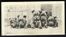 BRITISH AMERICAN (PRINTED) - ETCHINGS (OF DOGS) - #20 THE BABY SHOW