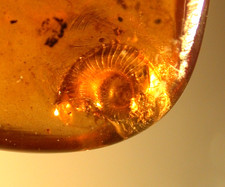 Beautiful Golden Snail in Burmese Burmite Amber Fossil from Dinosaur Age