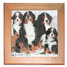 Bernese Mountain Dog Kitchen Ceramic Trivet Framed in Pine 8" x 8"
