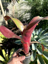 Bromeliad Sale! Billbergia amoena rubra