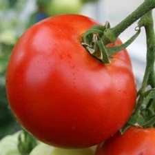 Abe Lincoln Tomato, 30 Seeds, Large Round Tomato, Heirloom, NON-GMO, FREE SHIP