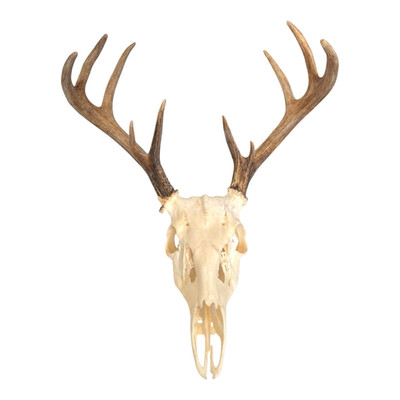 10 Point Deer Skull European Style Decor Man Cave Taxidermy Buck 15'' Span