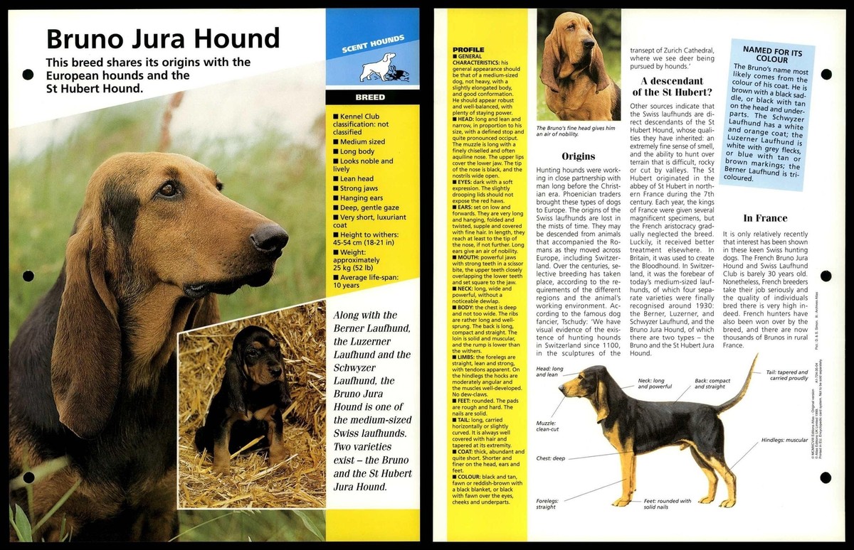 Bruno Jura Hound Breed Dogs Of The World Atlas Fact File Card