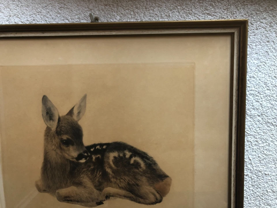 Orig. Radierung - Kurt Meyer-Eberhardt (1895-1977) - LIEGENDES REHKITZ - Bild 3 von 4