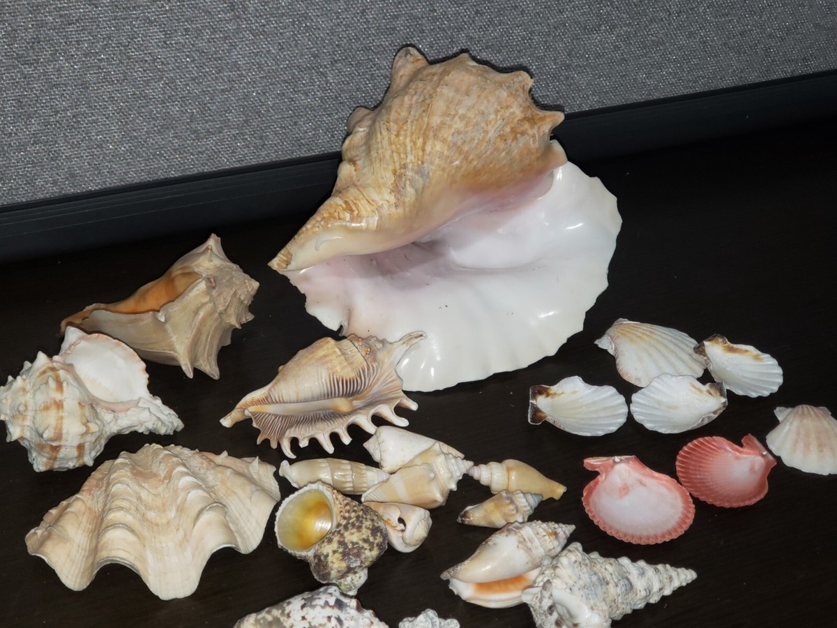 Large Shell Types Types Of Large Conch Shells