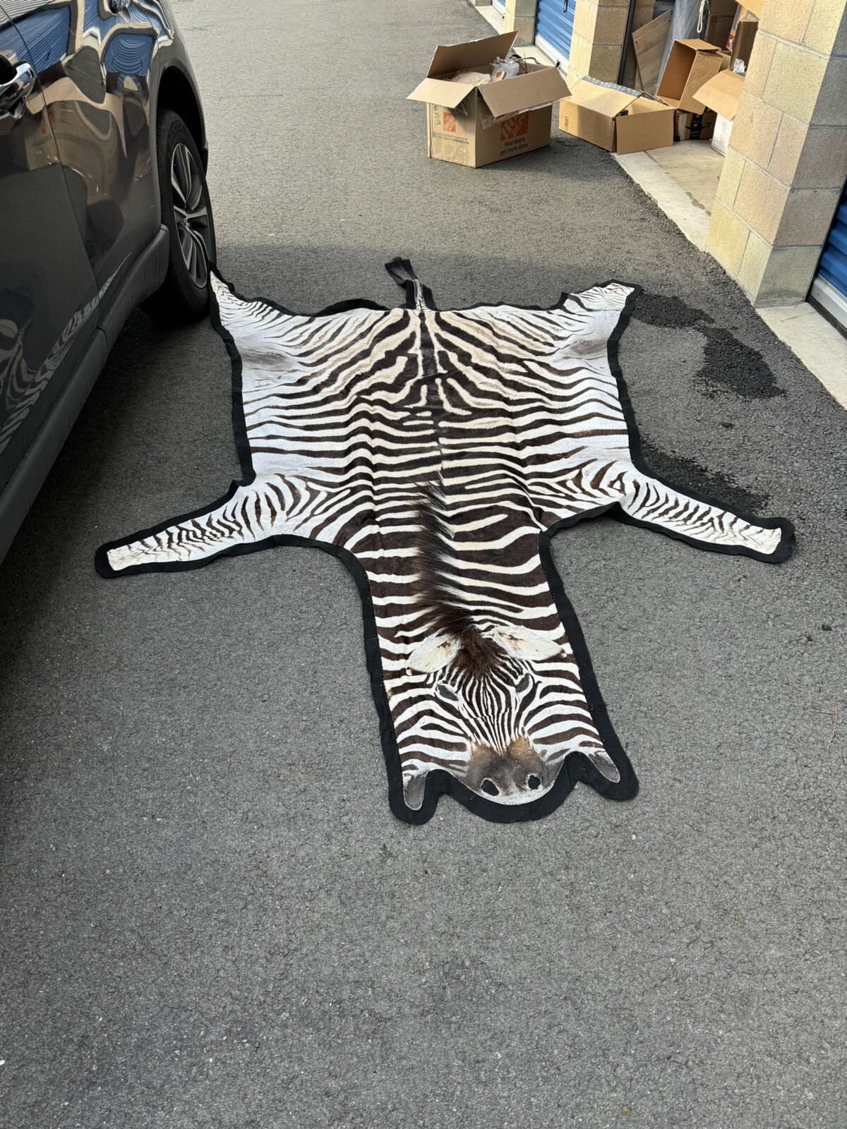 Burchells Zebra Rug Mount African Safari Taxidermy eBay