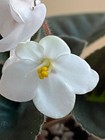 Blanch Holt, African Violet Plant, Standard, Vintage !! — photo 4