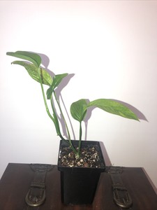 Abigarrado Monstera Adansonii Variegata Menta Revertir Ebay