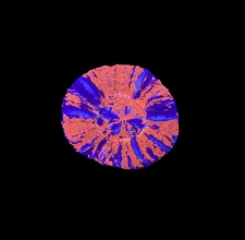 WYSIWYG Ultra War Paint Scolymia – Live Saltwater LPS Coral Scoly