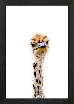 Baby Strauß Kunst Gerahmtes Wandbild Poster Leinwanddruck Bild