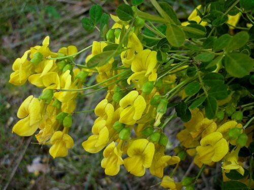 Set Semi Erbe Aromatiche BIO - 12 Varietà Per Orto, Giardino E Microgreens - Foto 14