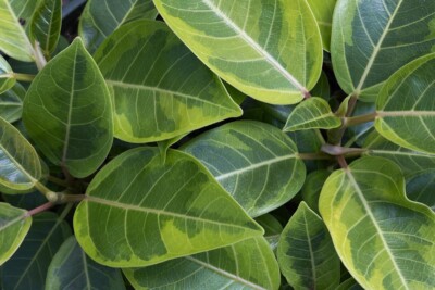 Asian Council Tree Ficus altissima 'variegata'- 3 fresh cuttings