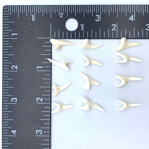 Mako Shark teeth real natural for making jewelry 0.75" in 120 pieces - Picture 5 of 12