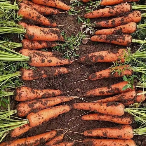 Carrot seeds eaten raw, sweet and crispy, high nutrient vegetable seeds - Picture 7 of 11
