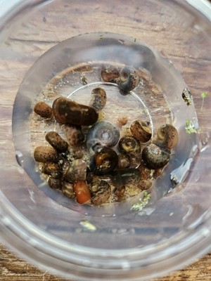 30- Ramshorn Snails- Live