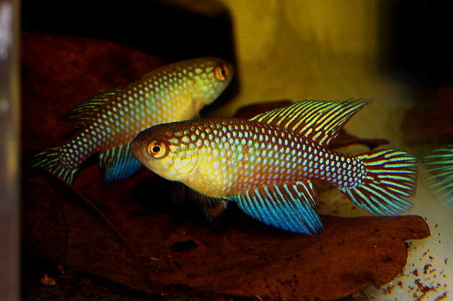 Killifish for sale >> killi.co.uk