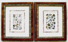 2 Antique Original Hand Colored Seashell Engravings: G.B. Sowerby, London 1846