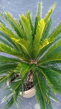 25 yo+ 4' tall King Sago Palm Tree Real Live Plant Indoor Outdoor