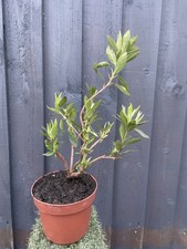 Pink Flowering Azalea Jarponica