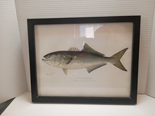 Sherman F DENTON  Original  Fish Color chromolithograph THE BLUEFISH framed