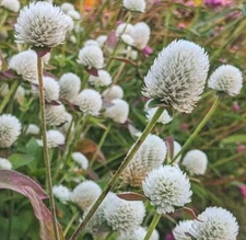 30 Snow White Gomphrena Globosa Seeds  
