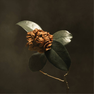 St. Paul & The Broken Bones Young Sick Camellia (CD) Album