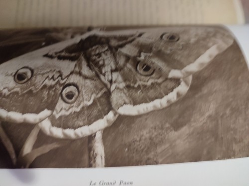 SOUVENIRS ENTOMOLOGIQUE-J.H.FABRE.ED.DEFINITIVE ILLUSTREE.10/10+SUPPLEMENT.1924 - Bild 13 von 20