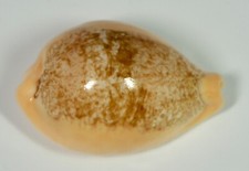Cypraea Langfordi – Seashell – 55.5 mm Cowrie – F++/GEM - Rare – Xanno