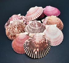 Set of 50 Purple Pecten Purpuratus Shells (2-3") Coastal Art & Craft Decorating