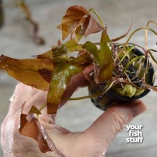 Dwarf Aquarium Lily Nymphaea stellata Bulb  Live Aquarium Plants -  