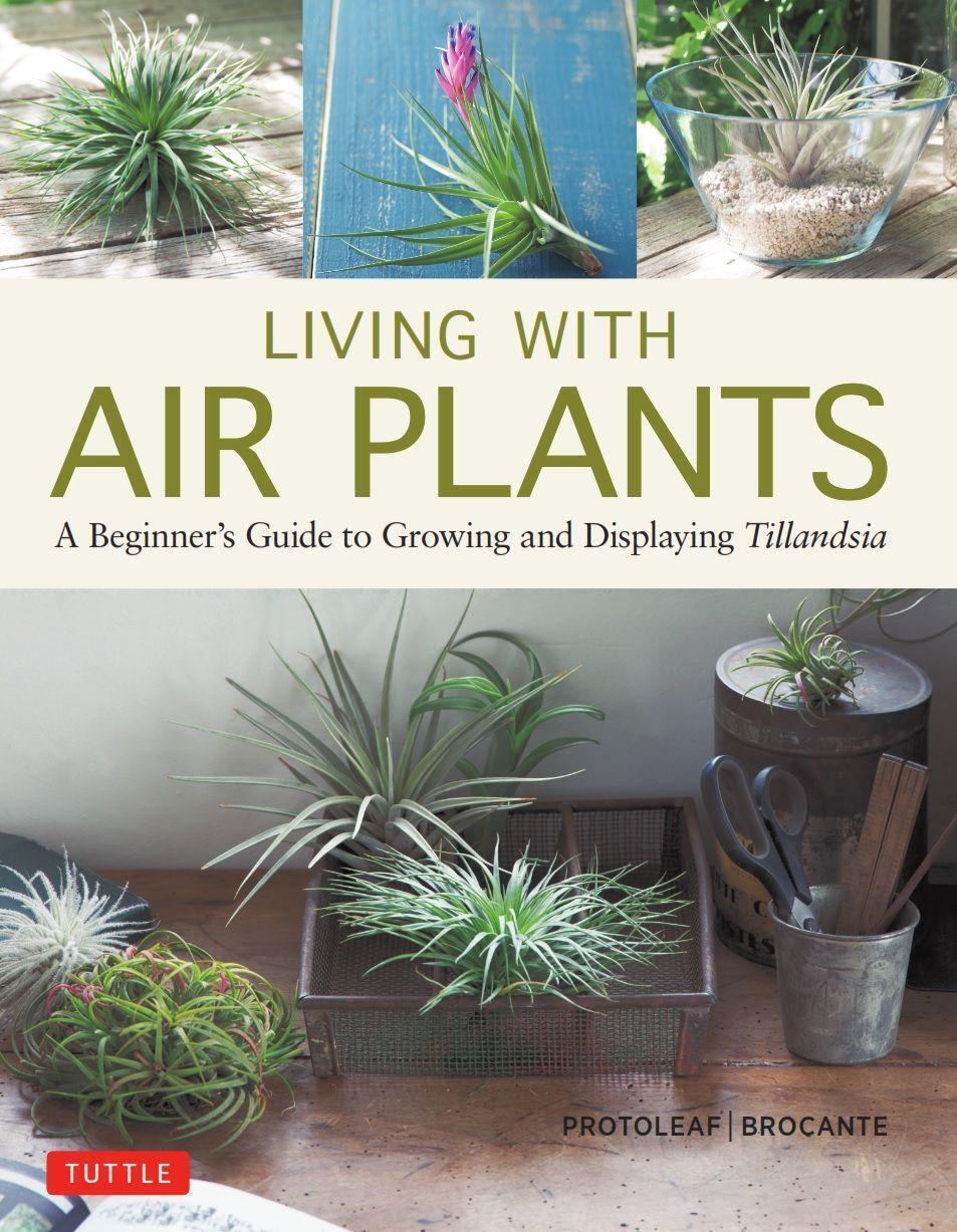 Thumbnail - Living With Air Plants | A Beginner's Guide To Growing And Displaying