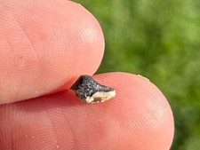 Cretaceous Crusher Sharks Tooth Fossil Texas Ptychodus sp. Sharks Teeth