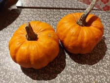 10 semi Zucca Ornamentale Mix