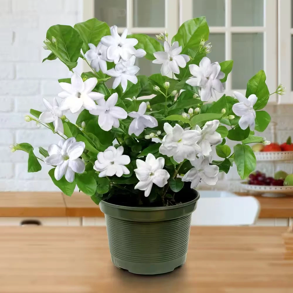 Jasmine Plant for sale - eBay