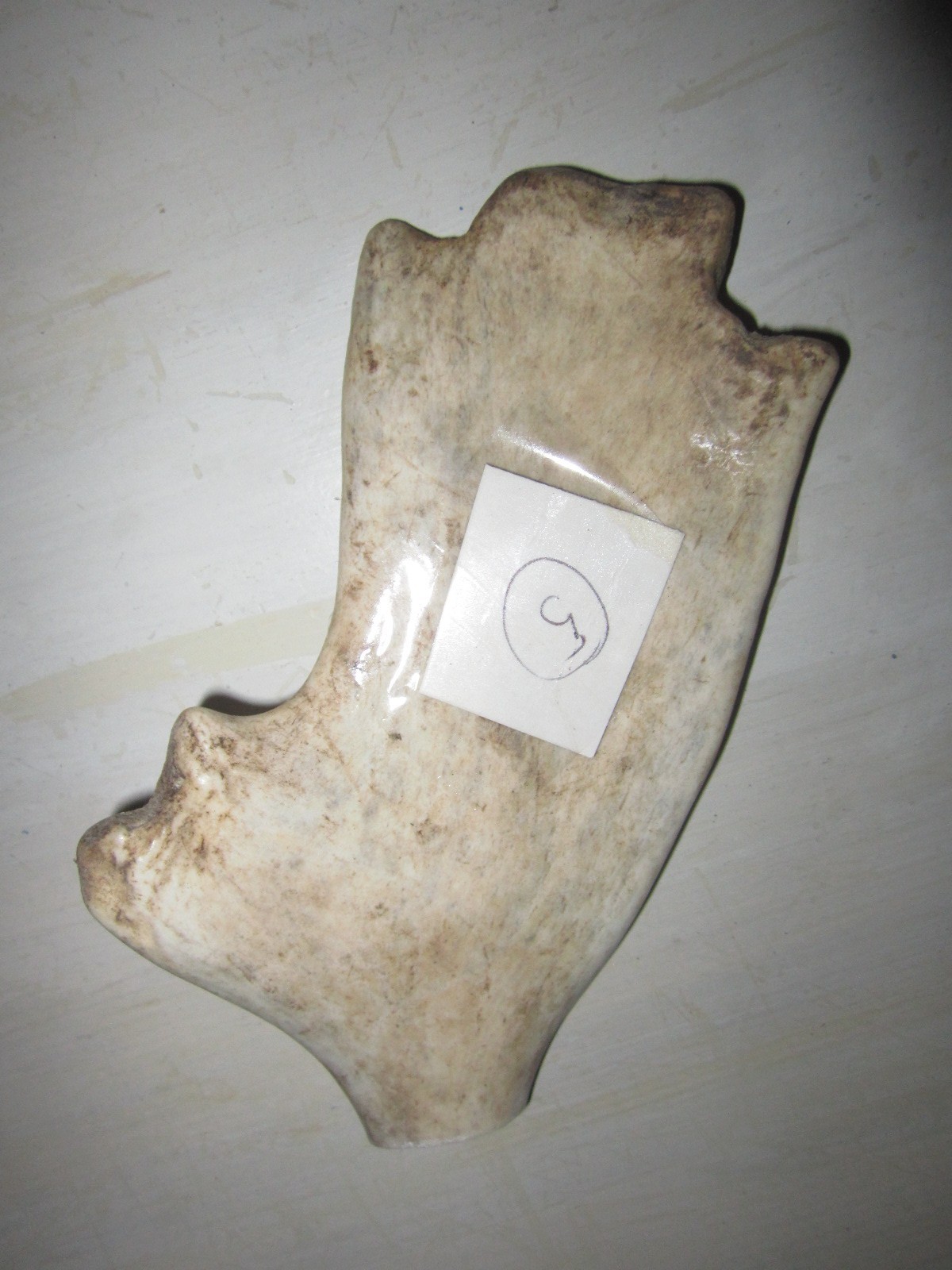 Jouet en bois longue durée n°-5*2B pour chien moyen et grand fabriqué en France
