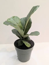 Fiddleleaf Fig Tree  Ficus Live Plant 6 Inch Pot