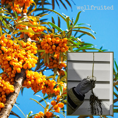 2 (TWO)! Seaberry / Sea Buckthorn PLANTS!! (Hippophae Rhamnoides) Live Bareroot