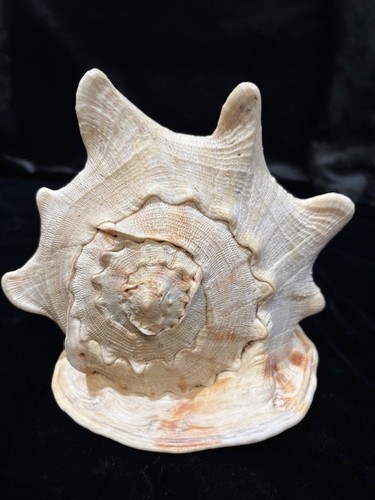 Conch Hawaiian Sea Shell Large 6.5" Queen Horned Natural Pink Ocean