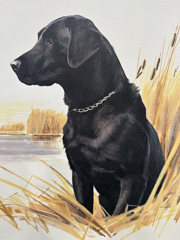 Black Labrador Retriever Print by Elliott – Hunting Dog in Reeds (24x20")