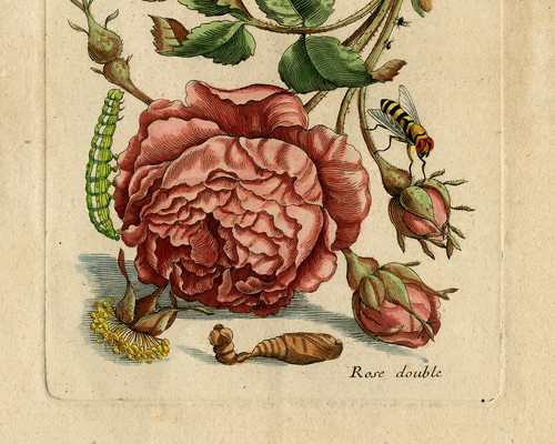 Antique Print-INSECTS-ROSE-BUD-FLY-CATERPILLAR-MOTH-pl. 56-Merian-1730 - Picture 4 of 6