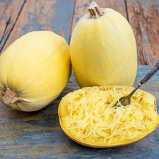 Spaghetti Winter Squash Seeds  Organic  NON-GMO  Heirloom  Best Seller