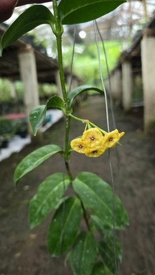 Hoya Bruno Quen Sp Papua Real Picture