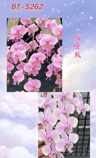 Phalaenopsis schilleriana ‘Polar Bear’ BTS262