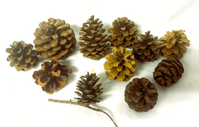 Small Pinecones