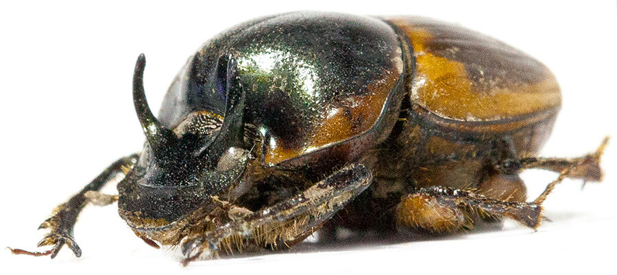 Digitonthophagus lusinganus-Pair,size 14mm, RARE!,from