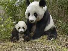 Panda Bear With Her Baby In Forest 4x6 Picture Celebrity Print
