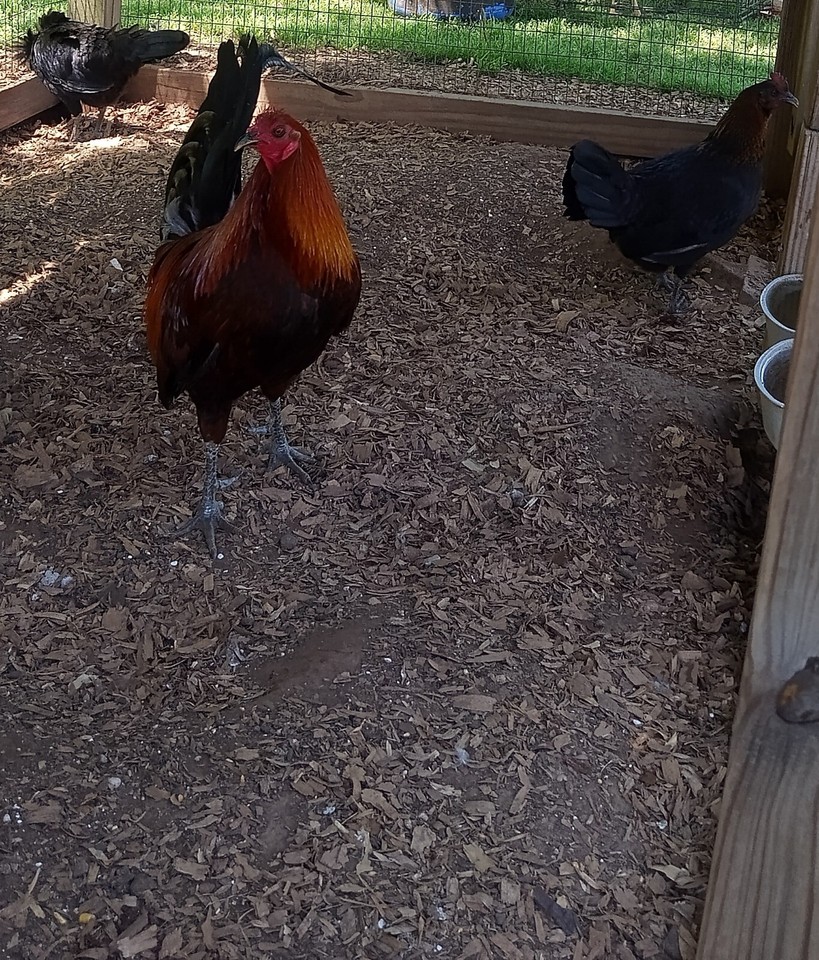 Gamefowl Chicken hatching eggs 6 Wingate Brownreds eBay