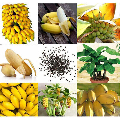 Banana Seeds () Banana Seeds