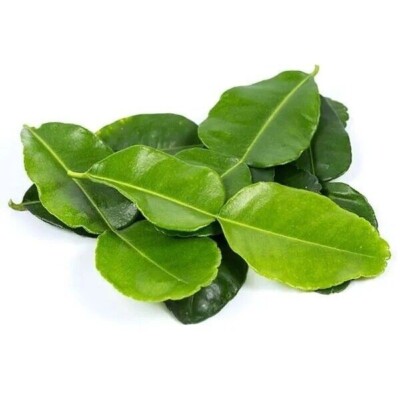 1 oz 40+ Freshly picked Kaffir Lime leaves Chanh Thai, Chanh ba chuc, Chanh so 8